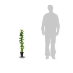 Clématite Jackmanii Jackmanii Purpurea® 'zojapur'/pot De 3l - Echelle Bambou 60/120 Cm -Jardin Harmonie Soldes Boutique 63ed44e919eea8.39539865