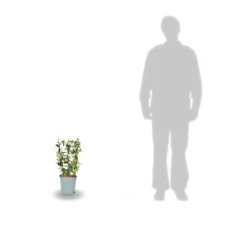 Jasmin étoilé Asiaticum Pink Showers®/pot Déco De 4,6l - Echelle 60 Cm -Jardin Harmonie Soldes Boutique 63ed450fc66427.08737740