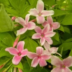 Jasmin X Stephanense/pot De 3l - Echelle Bambou 60/120 Cm