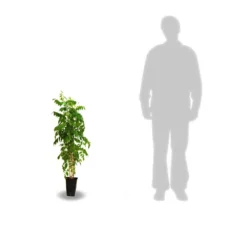 Glycine Du Japon Floribunda Issaï/pot De 3l - Echelle Bambou 60/120 Cm -Jardin Harmonie Soldes Boutique 63ed45ffb50e48.47794777