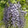 Glycine Du Japon Floribunda Violacea Plena/pot De 3l - 60/120 Cm -Jardin Harmonie Soldes Boutique 63ed46536eba93.00505295