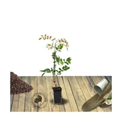 Glycine Soyeuse Venusta/pot De 1,5l - Tuteur Bambou 30/60 Cm -Jardin Harmonie Soldes Boutique 63ed465f488bc2.56066408