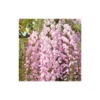 Glycine Du Japon Floribunda Pink Ice/pot De 3l - Echelle Bambou 60/120 Cm -Jardin Harmonie Soldes Boutique 63ed46d88758f3.09494521