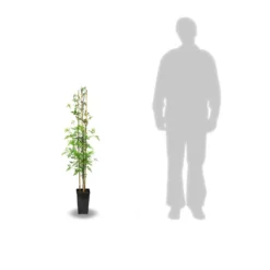 Jasmin Blanc Officinale/pot De 3l - Echelle Bambou 60/120 Cm -Jardin Harmonie Soldes Boutique 63ed46ecabc502.91203662