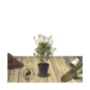 Azalée Japonaise Japonica Mme Van Heck/pot De 3l - 20/40 Cm -Jardin Harmonie Soldes Boutique 63ed490384d004.79793568