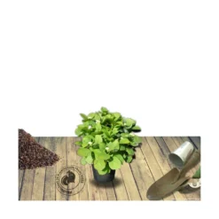 Jardin Harmonie Soldes Boutique -Jardin Harmonie Soldes Boutique 63ed4918955881.64548669