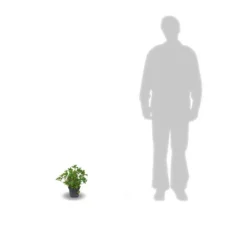 Hortensia Macrophylla Leuchtfeuer/pot De 3l - 20/40 Cm -Jardin Harmonie Soldes Boutique 63ed4918a19602.32274856