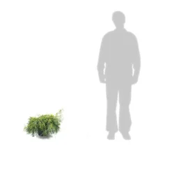 Faux Cyprès Pisifera Sungold/pot De 5l - 40/60 Cm -Jardin Harmonie Soldes Boutique 63ed4c190cca06.54404568