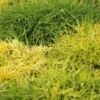 Faux Cyprès Pisifera Sungold/pot De 5l - 40/60 Cm -Jardin Harmonie Soldes Boutique 63ed4c191ad5d2.53883454