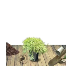 Faux Cyprès Pisifera Sungold/pot De 5l - 40/60 Cm -Jardin Harmonie Soldes Boutique 63ed4c191f2000.12116470