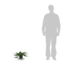 Genévrier Sabine Sabina Tamariscifolia/pot De 3l - 20/40 Cm 5 Genévrier Sabine Sabina Tamariscifolia/pot De 3l - 20/40 Cm -Jardin Harmonie Soldes Boutique 63ed4c90962055.58291274