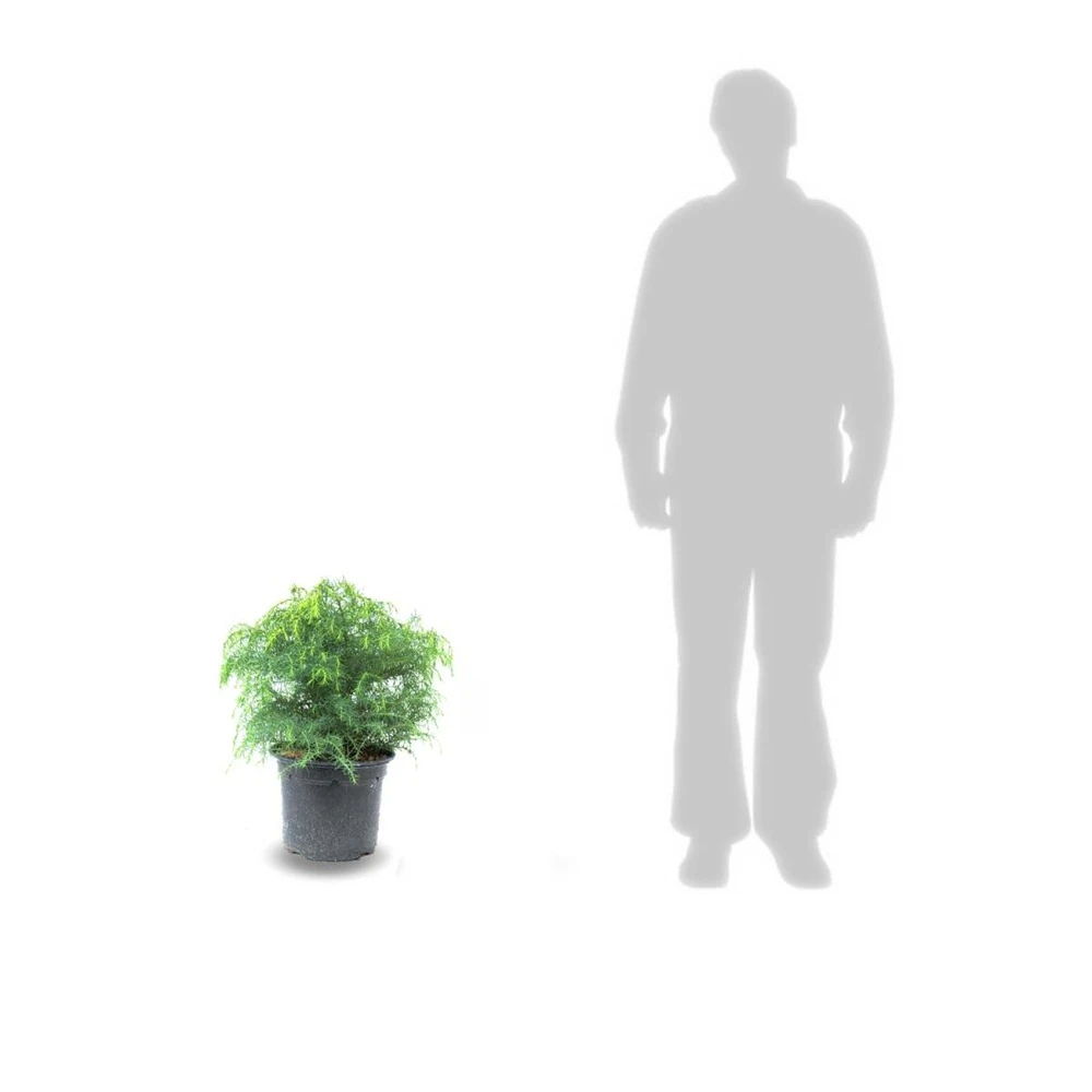 Cèdre Du Japon Japonica Globosa Nana/pot De 12l - 50/60 Cm 4 Cèdre Du Japon Japonica Globosa Nana/pot De 12l - 50/60 Cm – Image 2