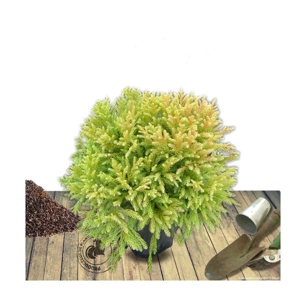 Cèdre Du Japon Japonica Globosa Nana/pot De 12l - 50/60 Cm 3 Cèdre Du Japon Japonica Globosa Nana/pot De 12l - 50/60 Cm
