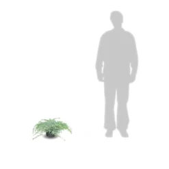 Genévrier écailleux Squamata Blue Carpet/pot De 3l - 20/40 Cm -Jardin Harmonie Soldes Boutique 63ed4d12959a57.60747039