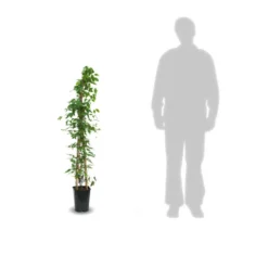 Clématite Armandii Snowdrift/pot De 6l - Tipi Bambou 90/150 Cm -Jardin Harmonie Soldes Boutique 63ed526f6af959.88319790