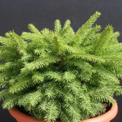 Épicéa Commun Abies Nidiformis/godet - 5/20 Cm -Jardin Harmonie Soldes Boutique 63ed548130ed02.87050208