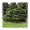 Épicéa Commun Abies Nidiformis/godet - 5/20 Cm -Jardin Harmonie Soldes Boutique 63ed5481366958.72207459