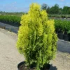 Thuya Du Canada Orientalis Semperaurea/pot De 12l - 50/60 Cm -Jardin Harmonie Soldes Boutique 63ed564d7db877.79986036