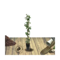 Passiflore Caerulea Purple Haze/pot De 1,5l - Tuteur Bambou 30/60 Cm -Jardin Harmonie Soldes Boutique 63efe61c735243.01798402