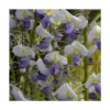 Glycine Du Japon Floribunda Cascade/pot De 3l - Echelle Bambou 60/120 Cm -Jardin Harmonie Soldes Boutique 63efe6618c6f42.88360350