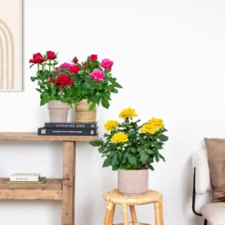 3x Mélange De Rosiers En Pot – Rosa – Patio & Plante D'intérieur – ⌀12cm – ↕20-30cm -Jardin Harmonie Soldes Boutique 63f3b946bd22a2.84993476