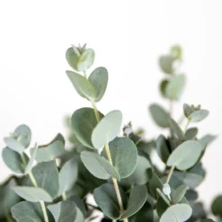 Eucalyptus Gunnii - Gommier - Arbuste - Persistant – ⌀17 Cm - ↕40-50 Cm -Jardin Harmonie Soldes Boutique 63f3b94e4d0619.39591712