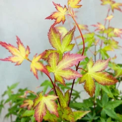 Acer Palmatum 'little Princess' – érable Du Japon – Arbuste - Rustique – ⌀19 Cm - ↕40-50 Cm -Jardin Harmonie Soldes Boutique 63f3b95f4ce7f5.69030143