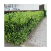 Laurier Palme Laurocerasus Otto Luyken/pot De 4l - 40/60 Cm -Jardin Harmonie Soldes Boutique 63f4b5f8cf91b6.35003269