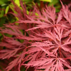Érable Palmé Palmatum Deshojo/pot De 4l - 40/60 Cm