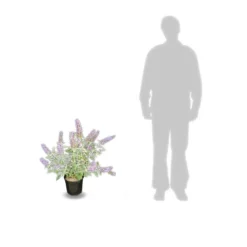 Arbre Aux Papillons Davidii Lochinch/pot De 7,5l - 60/80 Cm -Jardin Harmonie Soldes Boutique 63f4b609315102.48815059