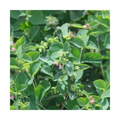 Symphorine X Doorenbosii White Hedge/pot De 4l - 40/60 Cm -Jardin Harmonie Soldes Boutique 63f4b6345dfb76.30638702