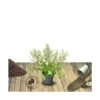 Ceanothe Delilianus Gloire De Versailles/pot De 3l - 20/40 Cm -Jardin Harmonie Soldes Boutique 63f4b642c3c0b4.06344027