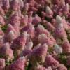 Hortensia Paniculata Vanille Fraise® 'renhy'/pot De 4l - 40/60 Cm -Jardin Harmonie Soldes Boutique 63f4b6a7afc244.92392315