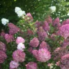 Hortensia Paniculata Sundae Fraise® 'rensun'/pot De 7,5l - 60/80 Cm -Jardin Harmonie Soldes Boutique 63f4b6a9545f46.81815009