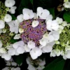 Hortensia Aspera Sargentiana/godet - 5/20 Cm 2 Hortensia Aspera Sargentiana/godet - 5/20 Cm -Jardin Harmonie Soldes Boutique 63f4b9b3d07839.85242316