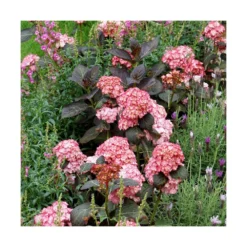 Hortensia You&me® Miss Saori 'h2002'/pot De 4l - 40/60 Cm -Jardin Harmonie Soldes Boutique 63f4b9c537dd16.22125976