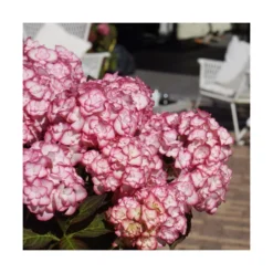 Hortensia You&me® Miss Saori 'h2002'/pot De 4l - 40/60 Cm -Jardin Harmonie Soldes Boutique 63f4b9c53c8568.04580778