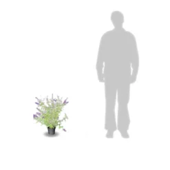 Arbre Aux Papillons Davidii Black Knight/pot De 4l - 40/60 Cm -Jardin Harmonie Soldes Boutique 63f4b9ebbeb436.52219515