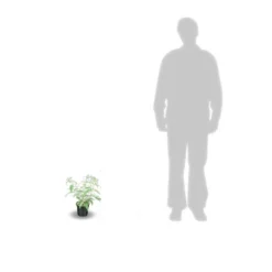 Arbre Aux Papillons Davidii Nanho Blue/pot De 3 L - 40/50 Cm -Jardin Harmonie Soldes Boutique 63f4b9fa3ae501.28215871