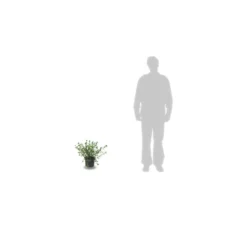 Ceanothe Delilianus Gloire De Versailles/pot De 7,5l - 40/60 Cm -Jardin Harmonie Soldes Boutique 63f4ba249eb851.10269201