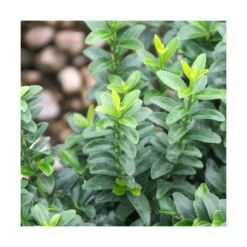 Fusain Du Japon Japonicus Microphyllus/pot De 3l - 40/60 Cm -Jardin Harmonie Soldes Boutique 63f4ba3ed3ed38.51589505