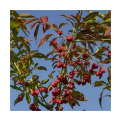 Fusain D'europe Europaeus/pot De 3l - 40/60 Cm -Jardin Harmonie Soldes Boutique 63f4ba42a54d26.48055387