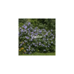 Hibiscus Syriacus Blue Chiffon® 'notwoodthree'/pot De 4l - 40/60 Cm -Jardin Harmonie Soldes Boutique 63f4ba45123893.71488894