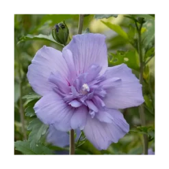 Hibiscus Syriacus Blue Chiffon® 'notwoodthree'/pot De 4l - 40/60 Cm -Jardin Harmonie Soldes Boutique 63f4ba453a9a03.76407787