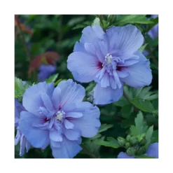 Hibiscus Syriacus Blue Chiffon® 'notwoodthree'/pot De 4l - 40/60 Cm -Jardin Harmonie Soldes Boutique 63f4ba4550a197.01377862