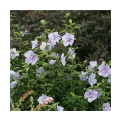 Hibiscus Syriacus Blue Chiffon® 'notwoodthree'/pot De 4l - 40/60 Cm -Jardin Harmonie Soldes Boutique 63f4ba456362a6.44329061