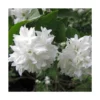 Seringat Virginal Minnesota Snowflake/pot De 4l - 40/60 Cm -Jardin Harmonie Soldes Boutique 63f4ba4ebd4821.27721821