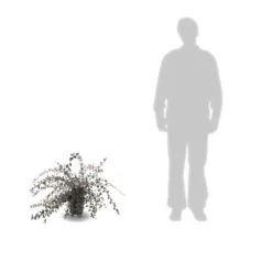 Cotoneaster Lacteus/pot De 3l - 40/60 Cm -Jardin Harmonie Soldes Boutique 63f4ba6ae73968.45907339