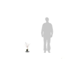 Cornouiller Soyeux Stolonifera Kelsey/pot De 4l - 40/60 Cm -Jardin Harmonie Soldes Boutique 63f4ba6c4579c5.36459365