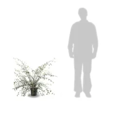 Cotoneaster Franchetti/pot De 7,5l - 60/80 Cm -Jardin Harmonie Soldes Boutique 63f4ba70296ae3.30016642